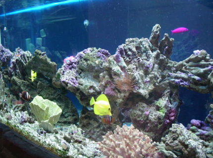 Rated #4: 120 Gallons Saltwater Fish Tank - 120 gallon tank Rated #4: 120 Gallons Saltwater Fish Tank - 120 gallon tank