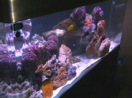 Rated #10: 100 Gallons Saltwater Fish Tank - my tank after 50 days Rated #10: 100 Gallons Saltwater Fish Tank - my tank after 50 days