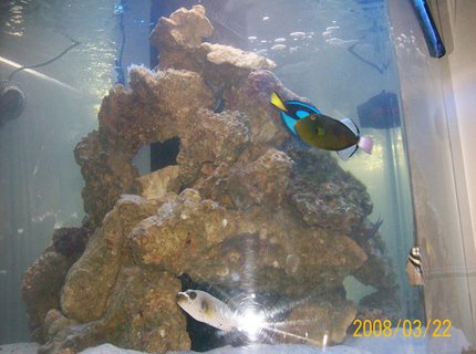 250 gallons saltwater fish tank (mostly fish, little/no live coral) - 250 hex 250 gallons saltwater fish tank (mostly fish, little/no live coral) - 250 hex