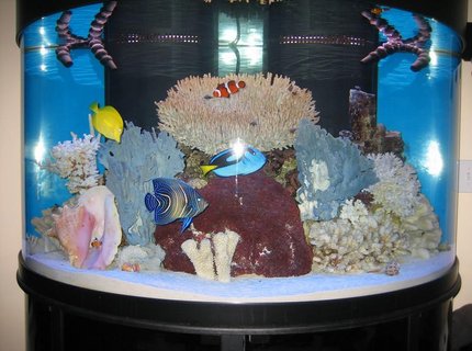144 gallons saltwater fish tank (mostly fish, little/no live coral) - 144 gallon Oceanic half circle 144 gallons saltwater fish tank (mostly fish, little/no live coral) - 144 gallon Oceanic half circle