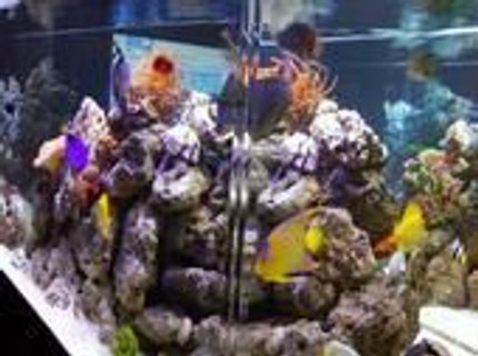350 gallons saltwater fish tank (mostly fish, little/no live coral) - 350gal. sideview 350 gallons saltwater fish tank (mostly fish, little/no live coral) - 350gal. sideview