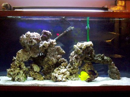 55 gallons saltwater fish tank (mostly fish, little/no live coral) - 55 gallon saltwater aquarium 55 gallons saltwater fish tank (mostly fish, little/no live coral) - 55 gallon saltwater aquarium