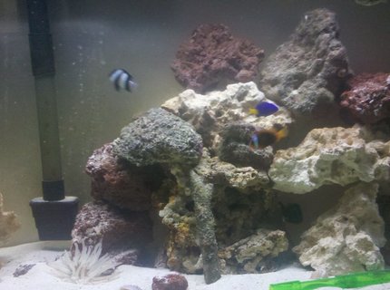 29 gallons saltwater fish tank (mostly fish, little/no live coral) - Tank with new rocks 29 gallons saltwater fish tank (mostly fish, little/no live coral) - Tank with new rocks