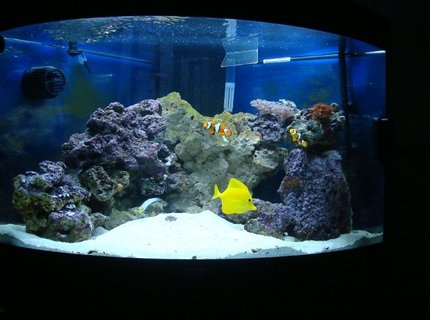 50 gallons saltwater fish tank (mostly fish, little/no live coral) - Juwel Trigon 190 about 5 weeks after purchase. 50 gallons saltwater fish tank (mostly fish, little/no live coral) - Juwel Trigon 190 about 5 weeks after purchase.
