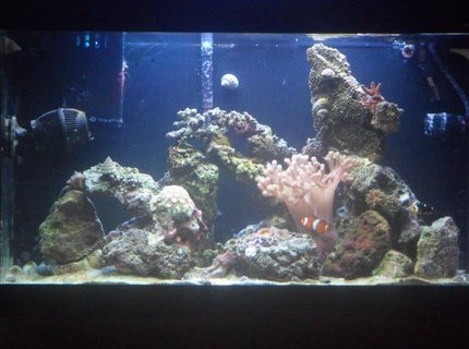 33 gallons saltwater fish tank (mostly fish, little/no live coral) - One Year Old, Always in progress! 33 gallons saltwater fish tank (mostly fish, little/no live coral) - One Year Old, Always in progress!