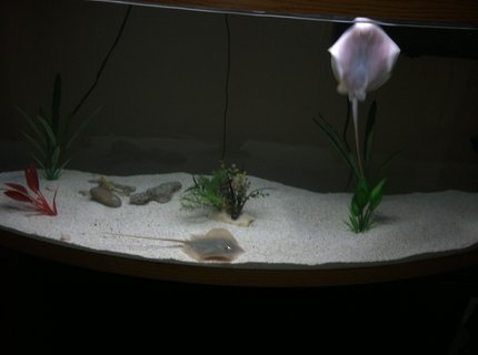 110 gallons saltwater fish tank (mostly fish, little/no live coral) - This is freshwater not saltwater 110 gallons saltwater fish tank (mostly fish, little/no live coral) - This is freshwater not saltwater