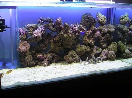 280 gallons saltwater fish tank (mostly fish, little/no live coral) - were did every one go??? newly introduced sharks will do that to fish 280 gallons saltwater fish tank (mostly fish, little/no live coral) - were did every one go??? newly introduced sharks will do that to fish