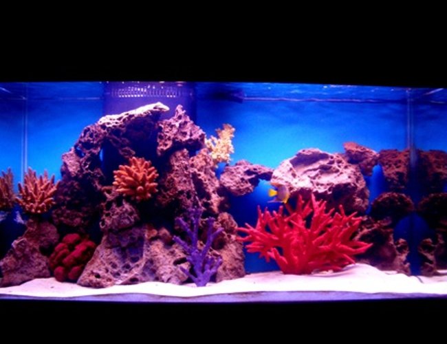 90 gallons saltwater fish tank (mostly fish, little/no live coral) - My 90 gal 90 gallons saltwater fish tank (mostly fish, little/no live coral) - My 90 gal