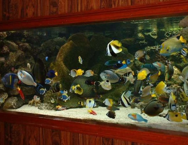 2030 gallons saltwater fish tank (mostly fish, little/no live coral) - This is my first ever tank, cost me alot. 2030 gallons saltwater fish tank (mostly fish, little/no live coral) - This is my first ever tank, cost me alot.
