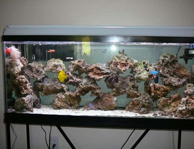 55 gallons saltwater fish tank (mostly fish, little/no live coral) - my 55 gallon tank salt tank 55 gallons saltwater fish tank (mostly fish, little/no live coral) - my 55 gallon tank salt tank