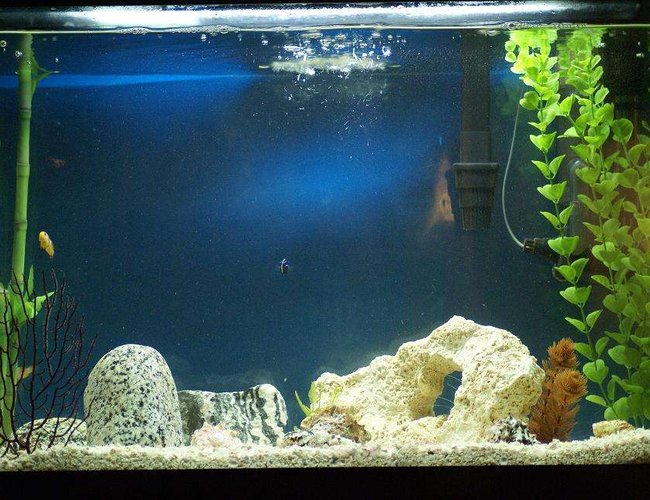 20 gallons saltwater fish tank (mostly fish, little/no live coral) - My 20g saltwater tank 20 gallons saltwater fish tank (mostly fish, little/no live coral) - My 20g saltwater tank