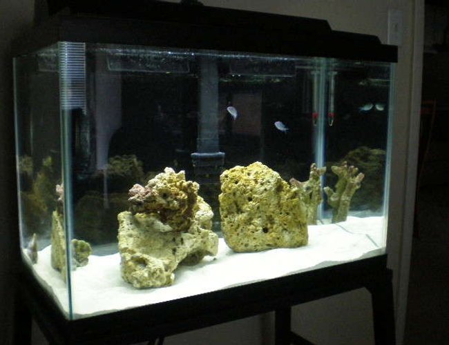 20 gallons saltwater fish tank (mostly fish, little/no live coral) - new tank 20 gallons saltwater fish tank (mostly fish, little/no live coral) - new tank