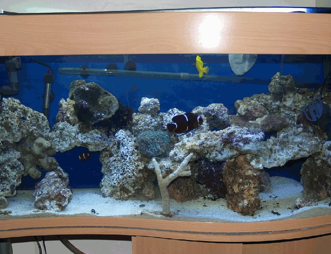 34 gallons saltwater fish tank (mostly fish, little/no live coral) - Full Tank View
More to come 34 gallons saltwater fish tank (mostly fish, little/no live coral) - Full Tank View
More to come