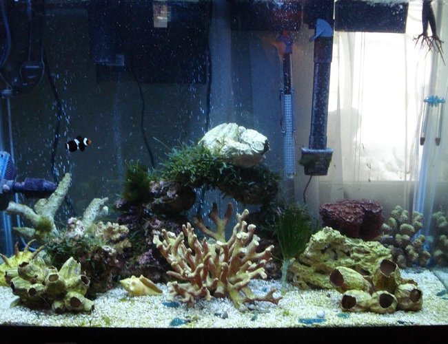 65 gallons saltwater fish tank (mostly fish, little/no live coral) - My FOWLR tank. It's been set up for two months, and contains only a lonely black clownfish and some crabs and shrimp at the moment. More fish will be coming. Comments are welcome! 65 gallons saltwater fish tank (mostly fish, little/no live coral) - My FOWLR tank. It's been set up for two months, and contains only a lonely black clownfish and some crabs and shrimp at the moment. More fish will be coming. Comments are welcome!