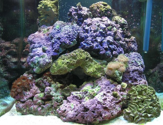 60 gallons saltwater fish tank (mostly fish, little/no live coral) - 60 gal cube 60 gallons saltwater fish tank (mostly fish, little/no live coral) - 60 gal cube