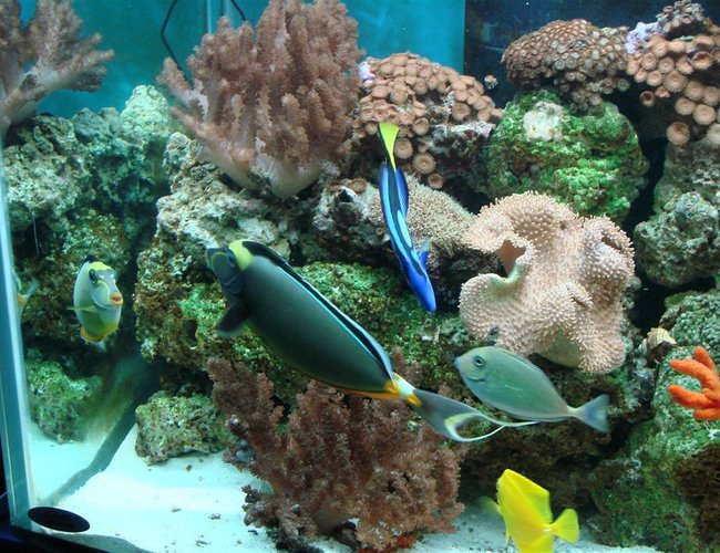 150 gallons saltwater fish tank (mostly fish, little/no live coral) - Just Hanging out in the Corner 150 gallons saltwater fish tank (mostly fish, little/no live coral) - Just Hanging out in the Corner