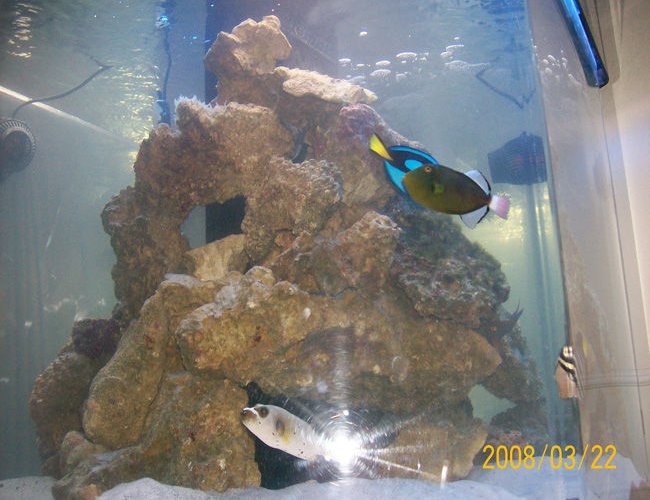 250 gallons saltwater fish tank (mostly fish, little/no live coral) - 250 hex 250 gallons saltwater fish tank (mostly fish, little/no live coral) - 250 hex