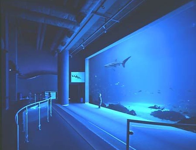 100 gallons saltwater fish tank (mostly fish, little/no live coral) - A.R.S 100 gallons saltwater fish tank (mostly fish, little/no live coral) - A.R.S
