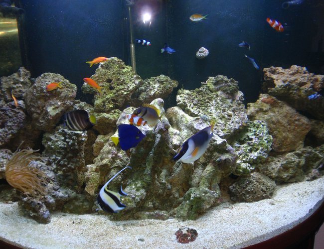144 gallons saltwater fish tank (mostly fish, little/no live coral) - 144 gallon tank. 144 gallons saltwater fish tank (mostly fish, little/no live coral) - 144 gallon tank.