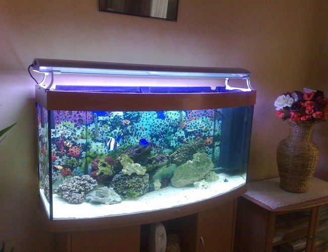100 gallons saltwater fish tank (mostly fish, little/no live coral) - full tank shot with new arcadia lighting really brightens colors. 2 baby hippo tangs, moorish idol, 2 tru perculas, 2 black perculas, 4 anemone crabs no corals yet. 100 gallons saltwater fish tank (mostly fish, little/no live coral) - full tank shot with new arcadia lighting really brightens colors. 2 baby hippo tangs, moorish idol, 2 tru perculas, 2 black perculas, 4 anemone crabs no corals yet.
