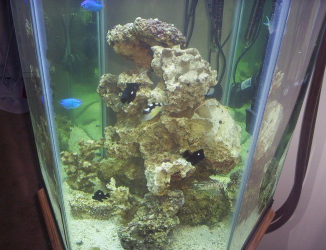 60 gallons saltwater fish tank (mostly fish, little/no live coral) - 2mths in. 60 gallons saltwater fish tank (mostly fish, little/no live coral) - 2mths in.