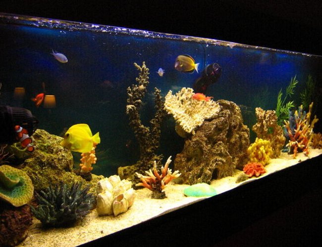 105 gallons saltwater fish tank (mostly fish, little/no live coral) - Fish only tank after 1 year 105 gallons saltwater fish tank (mostly fish, little/no live coral) - Fish only tank after 1 year