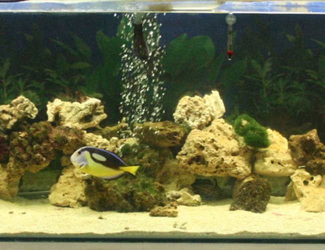 220 gallons saltwater fish tank (mostly fish, little/no live coral) - 8ft tank, most of the fish were hiding, please see my other photos. Rate me highly please! BE NICE! 220 gallons saltwater fish tank (mostly fish, little/no live coral) - 8ft tank, most of the fish were hiding, please see my other photos. Rate me highly please! BE NICE!