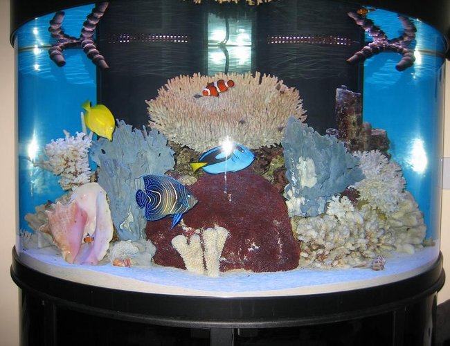 144 gallons saltwater fish tank (mostly fish, little/no live coral) - 144 gallon Oceanic half circle 144 gallons saltwater fish tank (mostly fish, little/no live coral) - 144 gallon Oceanic half circle