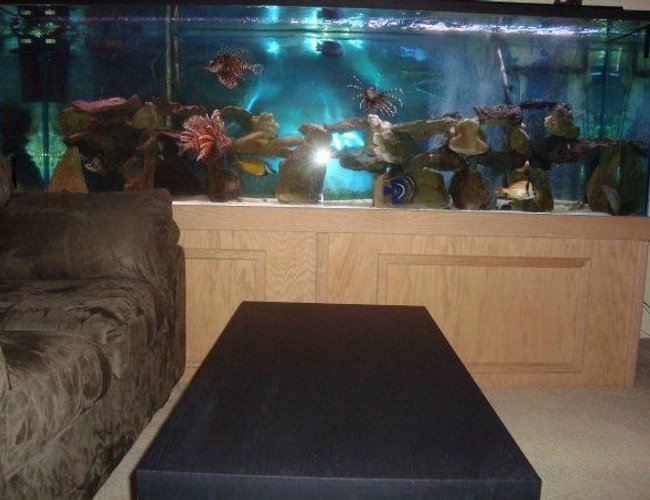 310 gallons saltwater fish tank (mostly fish, little/no live coral) - 310 Gallons. The dimensions are 96in x 32in x 24in. Individual Pictures of the fish coming soon. 310 gallons saltwater fish tank (mostly fish, little/no live coral) - 310 Gallons. The dimensions are 96in x 32in x 24in. Individual Pictures of the fish coming soon.