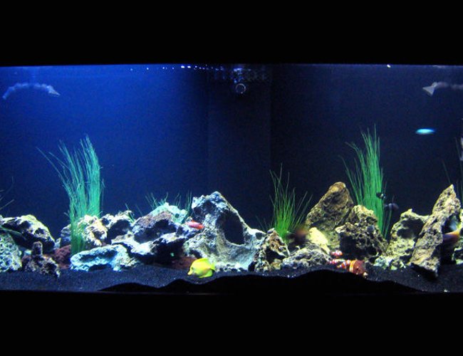 130 gallons saltwater fish tank (mostly fish, little/no live coral) - 130 gallon tank with Powder Blue Tang, Heniochus, Blue Tang, Yellow Tang, Sailfin Tang, Clown Fishes, Niger Trigger, Striped Damsels (avoid damsels - they're a pain!), Green Chromis, Green Serpent Star, Electric Blue Hermit Crab, Cleaner Shrimp, Lots of Hermit Crabs, and a Blue Lobster. 130 gallons saltwater fish tank (mostly fish, little/no live coral) - 130 gallon tank with Powder Blue Tang, Heniochus, Blue Tang, Yellow Tang, Sailfin Tang, Clown Fishes, Niger Trigger, Striped Damsels (avoid damsels - they're a pain!), Green Chromis, Green Serpent Star, Electric Blue Hermit Crab, Cleaner Shrimp, Lots of Hermit Crabs, and a Blue Lobster.