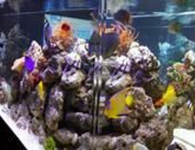 350 gallons saltwater fish tank (mostly fish, little/no live coral) - 350gal. sideview 350 gallons saltwater fish tank (mostly fish, little/no live coral) - 350gal. sideview