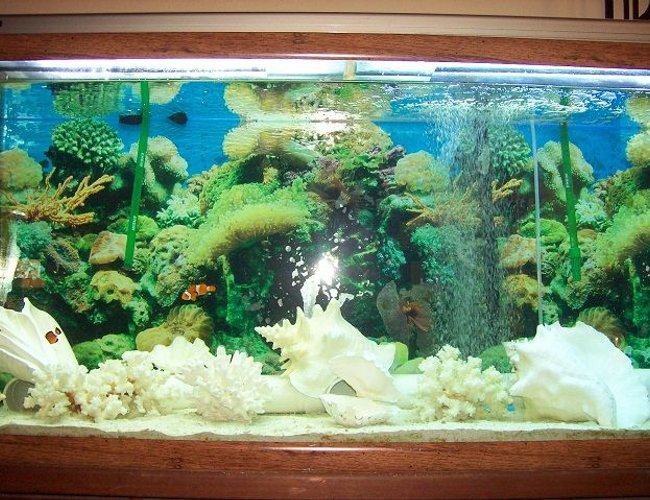 55 gallons saltwater fish tank (mostly fish, little/no live coral) - Saltwater, fish-only tank decorated with fossil coral, conchs, and other misc. shells. Hope to try a reef tank one day (have the proper lights) but am happy with the current setup (my fish LOVE hiding/living in the shells). Also in the tank is a snowflake eel and he chooses the large conchs over his pipe home; the clowns fight over who gets which shell. Very entertaining after a stressful day at work. 55 gallons saltwater fish tank (mostly fish, little/no live coral) - Saltwater, fish-only tank decorated with fossil coral, conchs, and other misc. shells. Hope to try a reef tank one day (have the proper lights) but am happy with the current setup (my fish LOVE hiding/living in the shells). Also in the tank is a snowflake eel and he chooses the large conchs over his pipe home; the clowns fight over who gets which shell. Very entertaining after a stressful day at work.