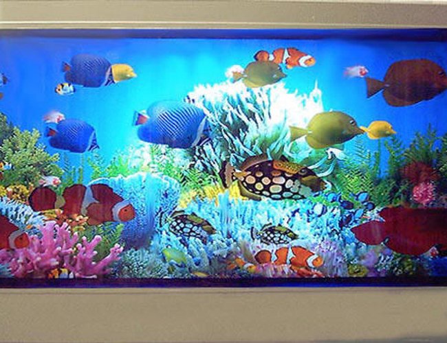 5 gallons saltwater fish tank (mostly fish, little/no live coral) - my fish 5 gallons saltwater fish tank (mostly fish, little/no live coral) - my fish