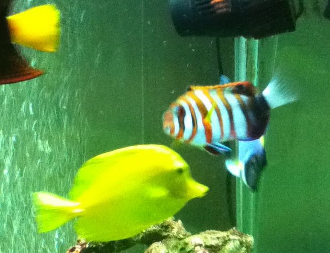 150 gallons saltwater fish tank (mostly fish, little/no live coral) - harlequin tusk yellow tang and powder blue. 150 gallons saltwater fish tank (mostly fish, little/no live coral) - harlequin tusk yellow tang and powder blue.