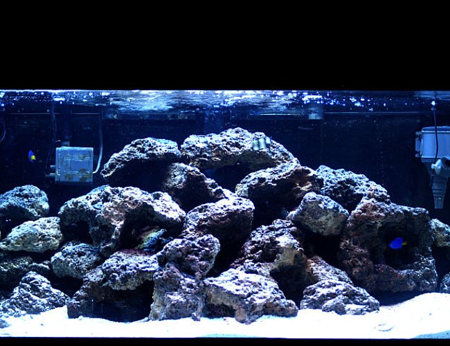 50 gallons saltwater fish tank (mostly fish, little/no live coral) - damsels and 70 pounds of live rock, 50 gallon. Enjoy! 50 gallons saltwater fish tank (mostly fish, little/no live coral) - damsels and 70 pounds of live rock, 50 gallon. Enjoy!