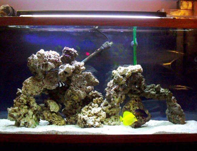 55 gallons saltwater fish tank (mostly fish, little/no live coral) - 55 gallon saltwater aquarium 55 gallons saltwater fish tank (mostly fish, little/no live coral) - 55 gallon saltwater aquarium