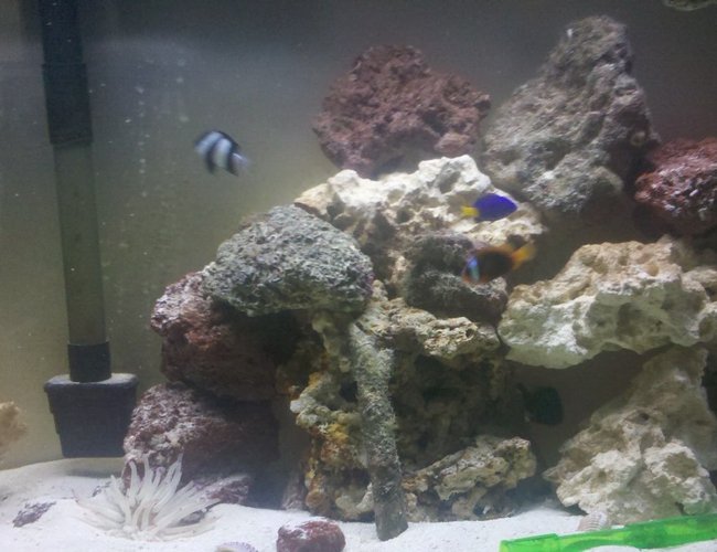 29 gallons saltwater fish tank (mostly fish, little/no live coral) - Tank with new rocks 29 gallons saltwater fish tank (mostly fish, little/no live coral) - Tank with new rocks