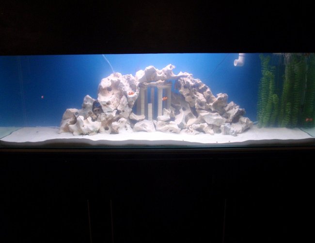 140 gallons saltwater fish tank (mostly fish, little/no live coral) - Our monster tank. Enjoy! 140 gallons saltwater fish tank (mostly fish, little/no live coral) - Our monster tank. Enjoy!
