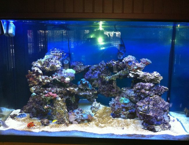10000 gallons saltwater fish tank (mostly fish, little/no live coral) - tank 10000 gallons saltwater fish tank (mostly fish, little/no live coral) - tank