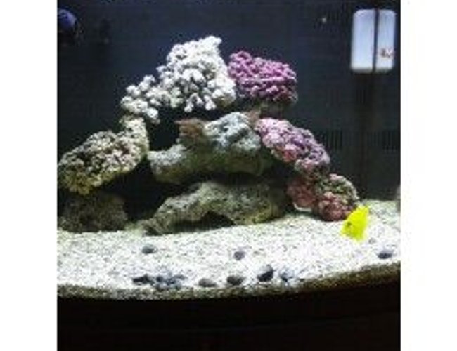 29 gallons saltwater fish tank (mostly fish, little/no live coral) - new rock 29 gallons saltwater fish tank (mostly fish, little/no live coral) - new rock