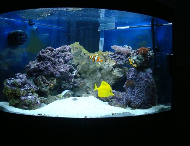 50 gallons saltwater fish tank (mostly fish, little/no live coral) - Juwel Trigon 190 about 5 weeks after purchase. 50 gallons saltwater fish tank (mostly fish, little/no live coral) - Juwel Trigon 190 about 5 weeks after purchase.