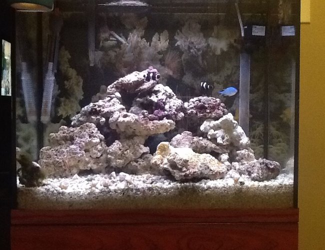 90 gallons saltwater fish tank (mostly fish, little/no live coral) - A small 25g Salt Water tank. This is just an easy quick set-up I used. 90 gallons saltwater fish tank (mostly fish, little/no live coral) - A small 25g Salt Water tank. This is just an easy quick set-up I used.