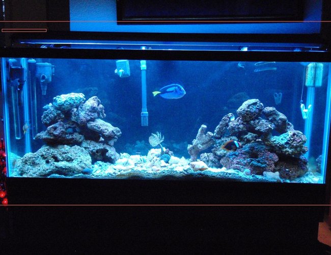 55 gallons saltwater fish tank (mostly fish, little/no live coral) - MY tank. Most thing in there are at least 2 years old. However, I have only had it for 3 months. I added the feather duster, 2 zebra gobies and 5 turbo snails, and a hermit crab. 55 gallons saltwater fish tank (mostly fish, little/no live coral) - MY tank. Most thing in there are at least 2 years old. However, I have only had it for 3 months. I added the feather duster, 2 zebra gobies and 5 turbo snails, and a hermit crab.