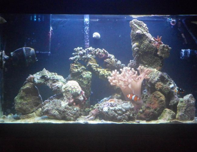 33 gallons saltwater fish tank (mostly fish, little/no live coral) - One Year Old, Always in progress! 33 gallons saltwater fish tank (mostly fish, little/no live coral) - One Year Old, Always in progress!