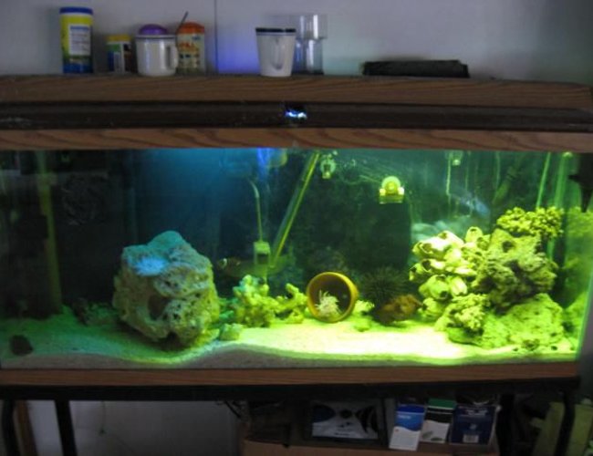 55 gallons saltwater fish tank (mostly fish, little/no live coral) - This is my 55 still a work in progress 55 gallons saltwater fish tank (mostly fish, little/no live coral) - This is my 55 still a work in progress