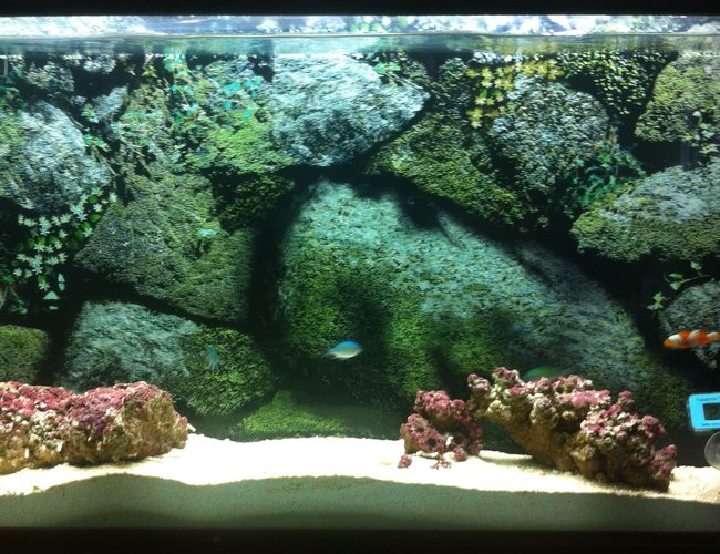 10 gallons saltwater fish tank (mostly fish, little/no live coral) - My 10g wall-mounted aquarium 10 gallons saltwater fish tank (mostly fish, little/no live coral) - My 10g wall-mounted aquarium