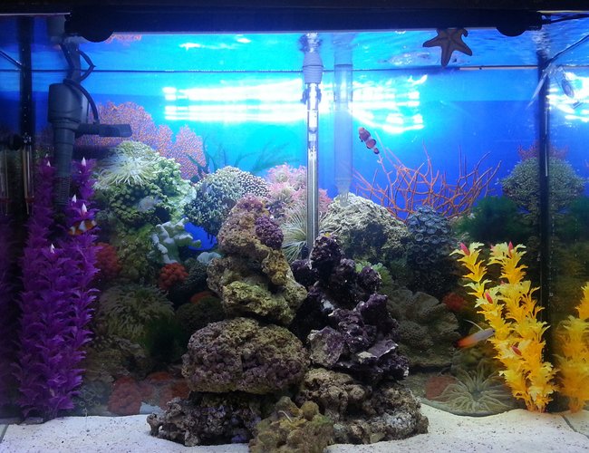 37 gallons saltwater fish tank (mostly fish, little/no live coral) - Marineland 37 gal and stand
Marineland stock LED hood white/lunar light up to 30\"
Added Marineland 21\" Hidden LED light
Added Glofish 6\" Blue LED
Fluval 70 HOB filter (bio removed)
Marineland 400 powerhead
Fish: 2 clowns, 2 blue chromis, 1 firefish, 1 court jester goby, 1 yellow clown goby, 1 lawnmower blenny, 1 chocolate chip starfish, 1 sand sifting starfish, 1 skunk cleaner shrimp
16 lb live rock and 20 lb live sand
30\"Wx22\"Hx12\"D 37 gallons saltwater fish tank (mostly fish, little/no live coral) - Marineland 37 gal and stand
Marineland stock LED hood white/lunar light up to 30\"
Added Marineland 21\" Hidden LED light
Added Glofish 6\" Blue LED
Fluval 70 HOB filter (bio removed)
Marineland 400 powerhead
Fish: 2 clowns, 2 blue chromis, 1 firefish, 1 court jester goby, 1 yellow clown goby, 1 lawnmower blenny, 1 chocolate chip starfish, 1 sand sifting starfish, 1 skunk cleaner shrimp
16 lb live rock and 20 lb live sand
30\"Wx22\"Hx12\"D