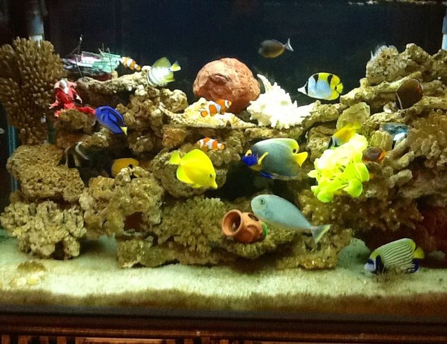 90 gallons saltwater fish tank (mostly fish, little/no live coral) - My seawater fish tank 90 gallons saltwater fish tank (mostly fish, little/no live coral) - My seawater fish tank
