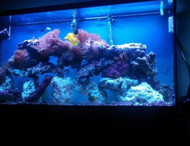 60 gallons saltwater fish tank (mostly fish, little/no live coral) - Just the fish 60 gallons saltwater fish tank (mostly fish, little/no live coral) - Just the fish