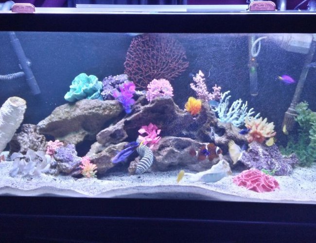 75 gallons saltwater fish tank (mostly fish, little/no live coral) - My 75 gallon fowler 75 gallons saltwater fish tank (mostly fish, little/no live coral) - My 75 gallon fowler